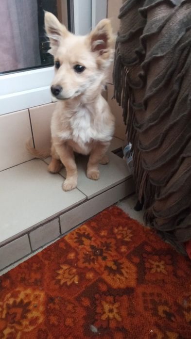 Віддам в дар  цуценя