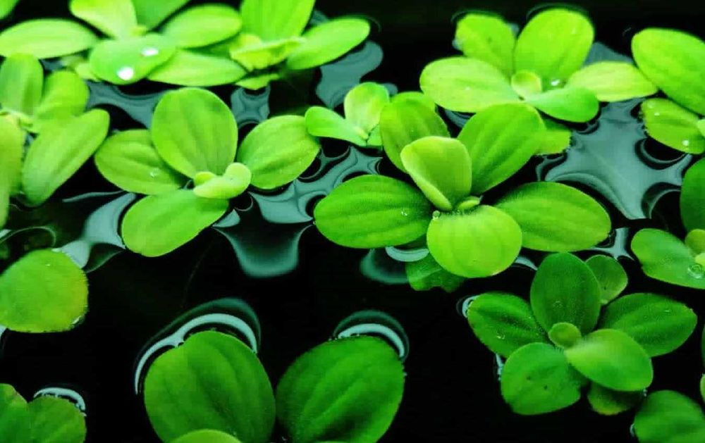 Planta flutuante aquatica Aquario ou Lago