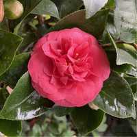 Камелія Camellia Curly Lady