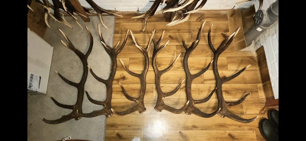 Poroża jelenia zrzuty