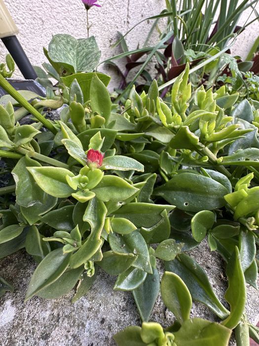 Mesembryanthemum cordifolium ou rosinha do sol