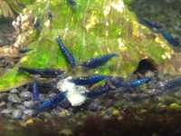 Krewetki Neocaridina Blue Velvet niebieskie selekcjonowane jakość!!!