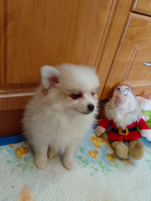 Szpic Miniaturowy Pomeranian Piesek