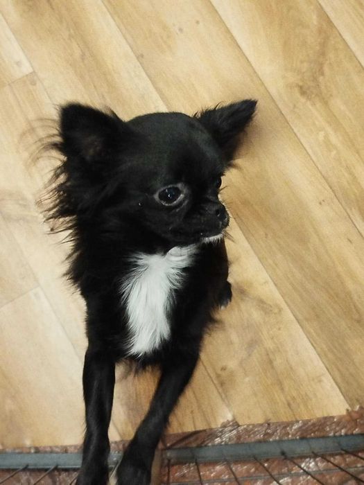 Zapowiedź miotu Chihuahua