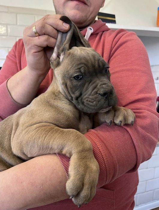 Cane Corso mocna suczka
