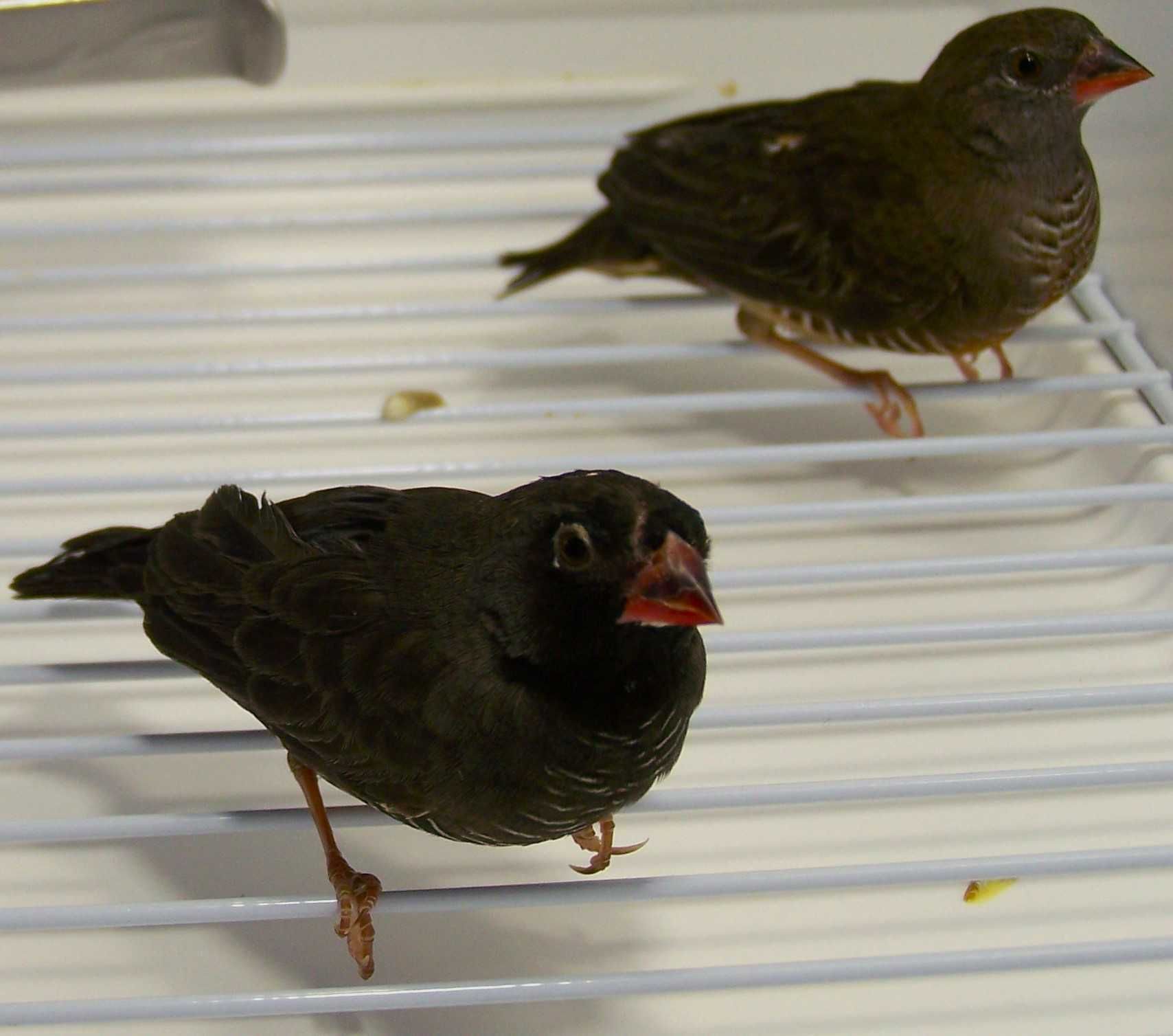 Trawinek zmienny (Ortygospiza atricollis)