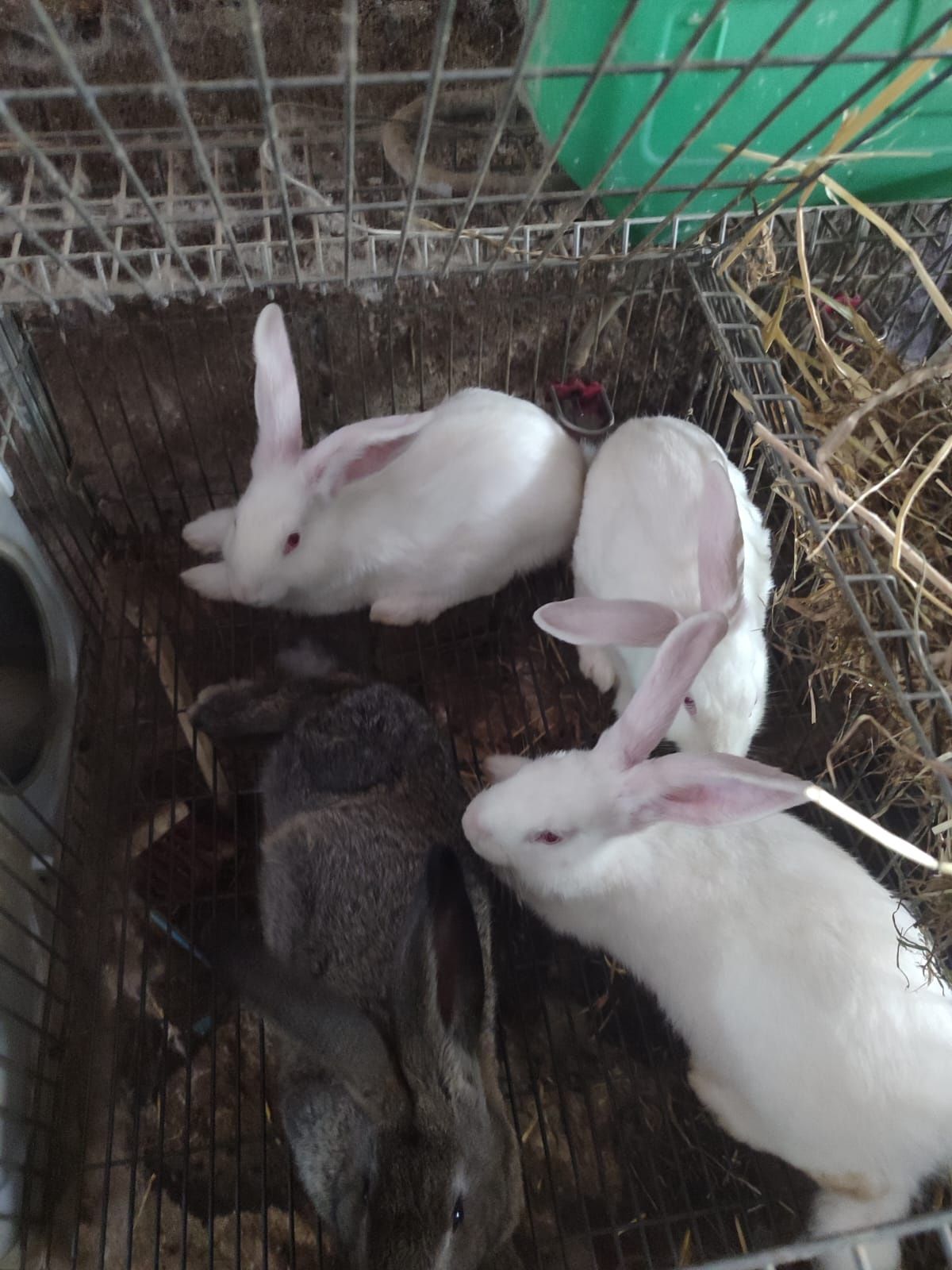 Coelhos caseiros
