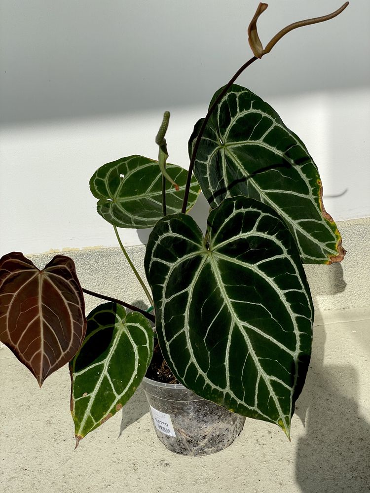 Anthurium (MagnificumxCrystallinumred SF)xCrystallinum Dark Form