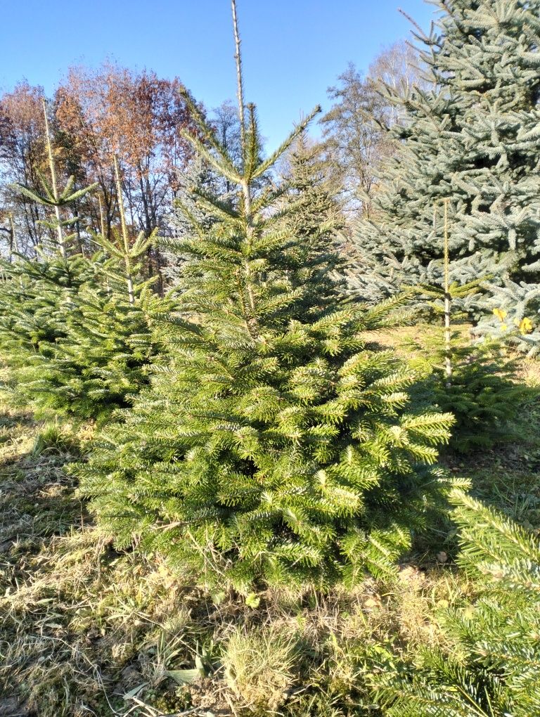 Choinki Bożonarodzeniowe