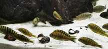 Tropheus sp. Crescentic 'Mkuyu' F1