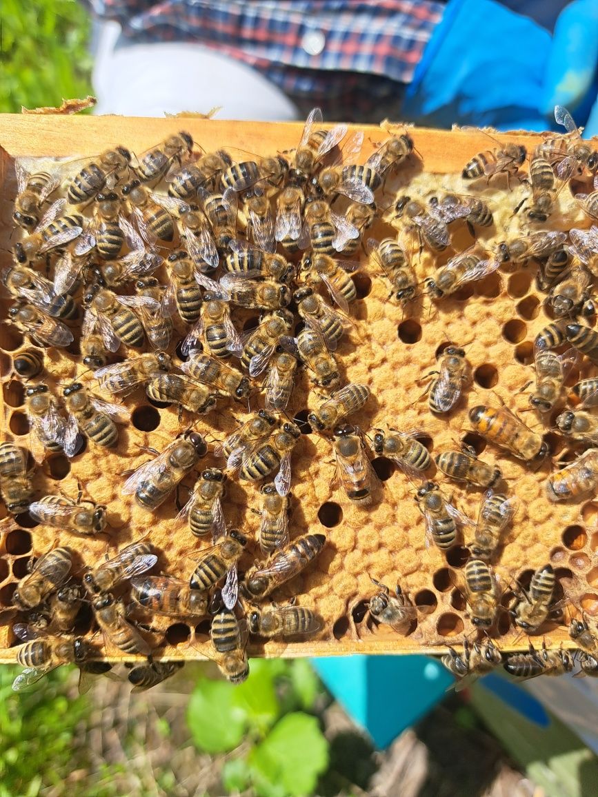 Matki Czerwiące Unasiennione Krainka i Buckfast.