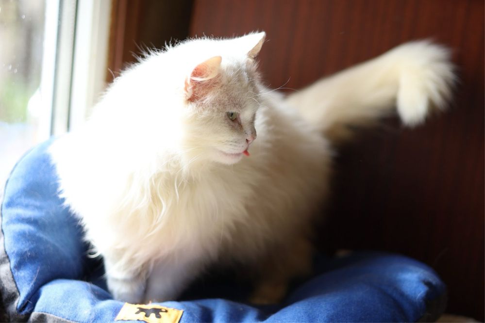 Котик мальчик 3 годика Альбинос белый