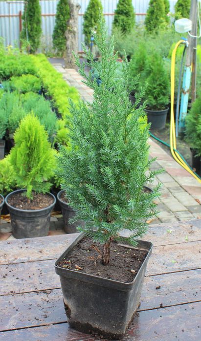 Туї, саджанці  (Туя Смарагд, Даніка,  Колоновидна), ялівець, самшит