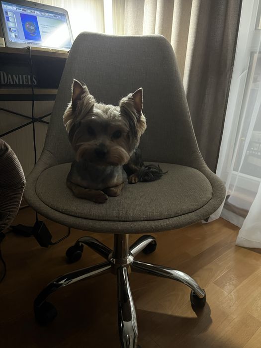 Вʼязка. Йорк (3 роки) шукає собі подружку.