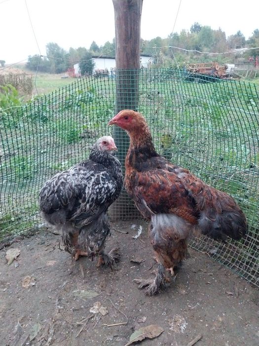 Koguty brahmy młode