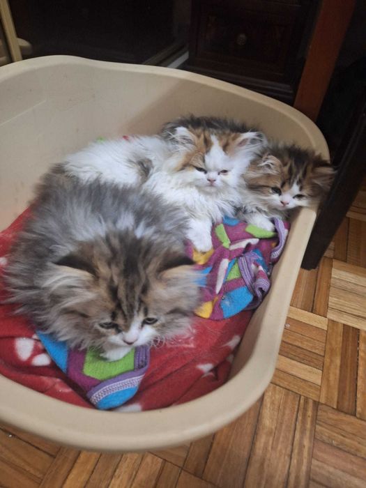 Gatinhos para adotar