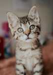 Derek, um gatinho esperançoso