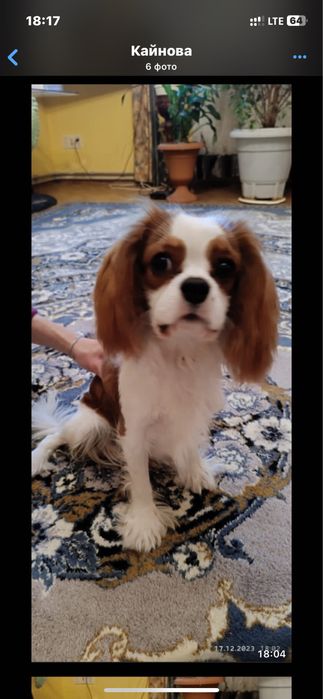 собака на вʼязку