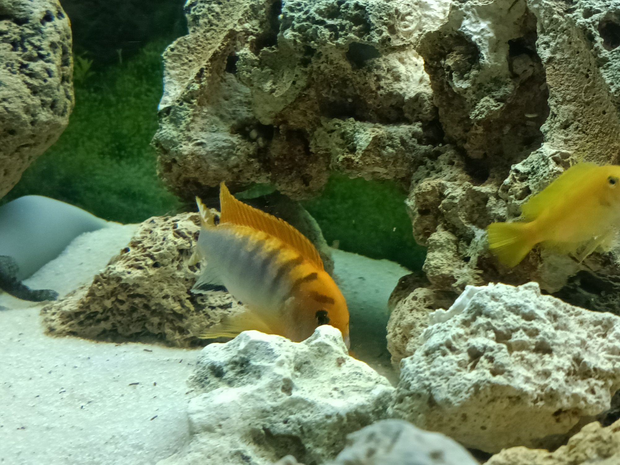 Macho Labidochromis sp Hongi, ciclideo