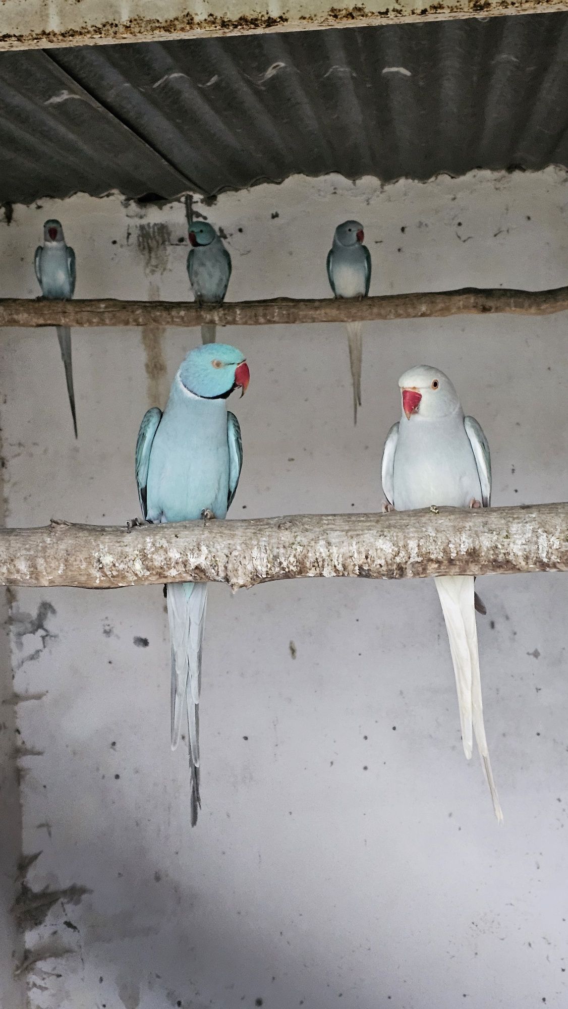 Ring necks e outras aves