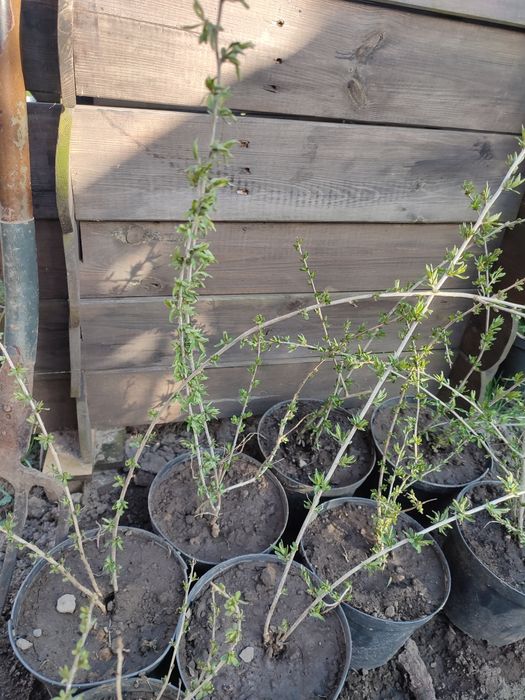 Sadzonki jagody goji