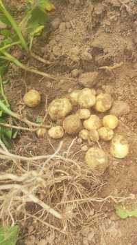 Ziemniaki młode 40zł/15kg od rolnika