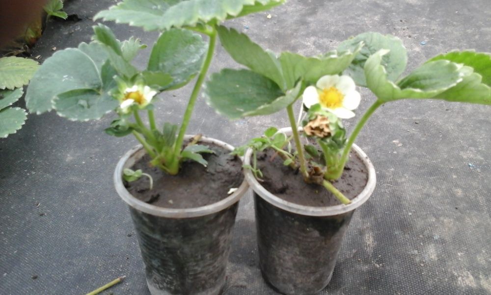 Россада клубіки АЛЬБІОН оригінал