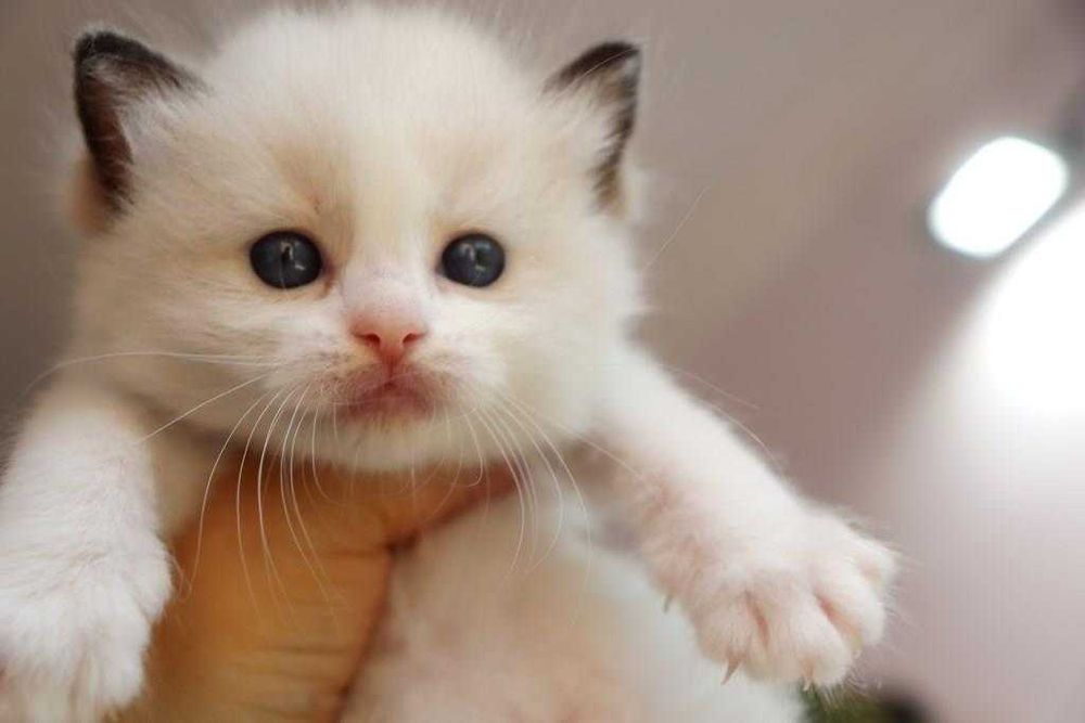 Хлопчик лагідний, красивий з яскравими очима-Ragdoll порода