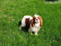 Cavalier King Charles spaniel reproduktor