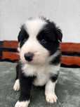Sprzedam Psa Border Collie czarno biały (samiec)
