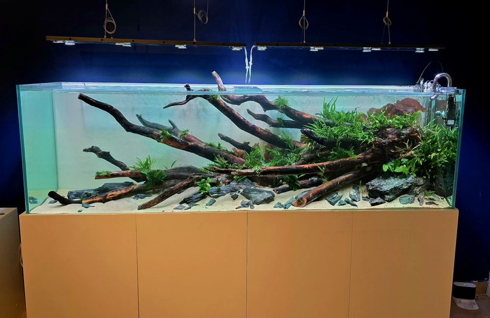 Akwarium Naturalne , Aranżacja