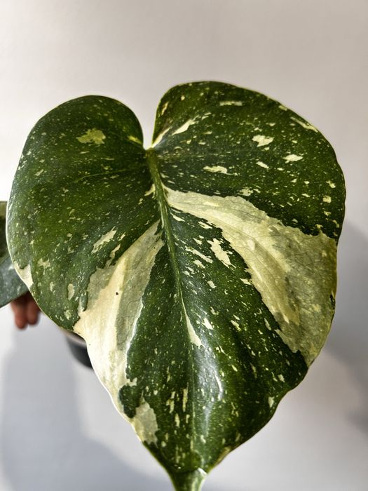 Monstera Thai Constellation