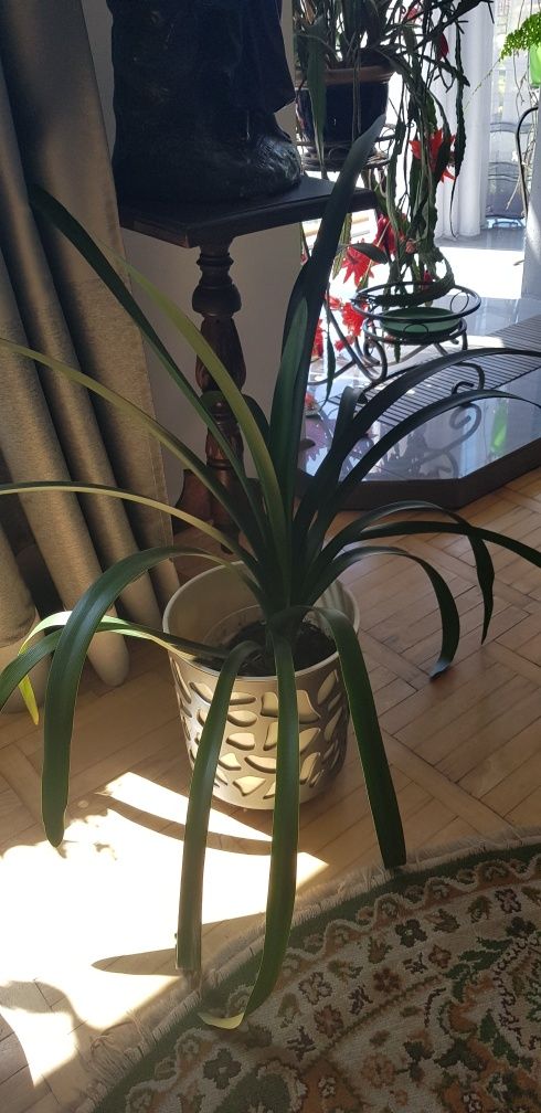 Grubosz drzewko szczęścia, dracena, kliwia, uszy szreka