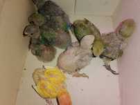 Vendo rossicollis bebés
