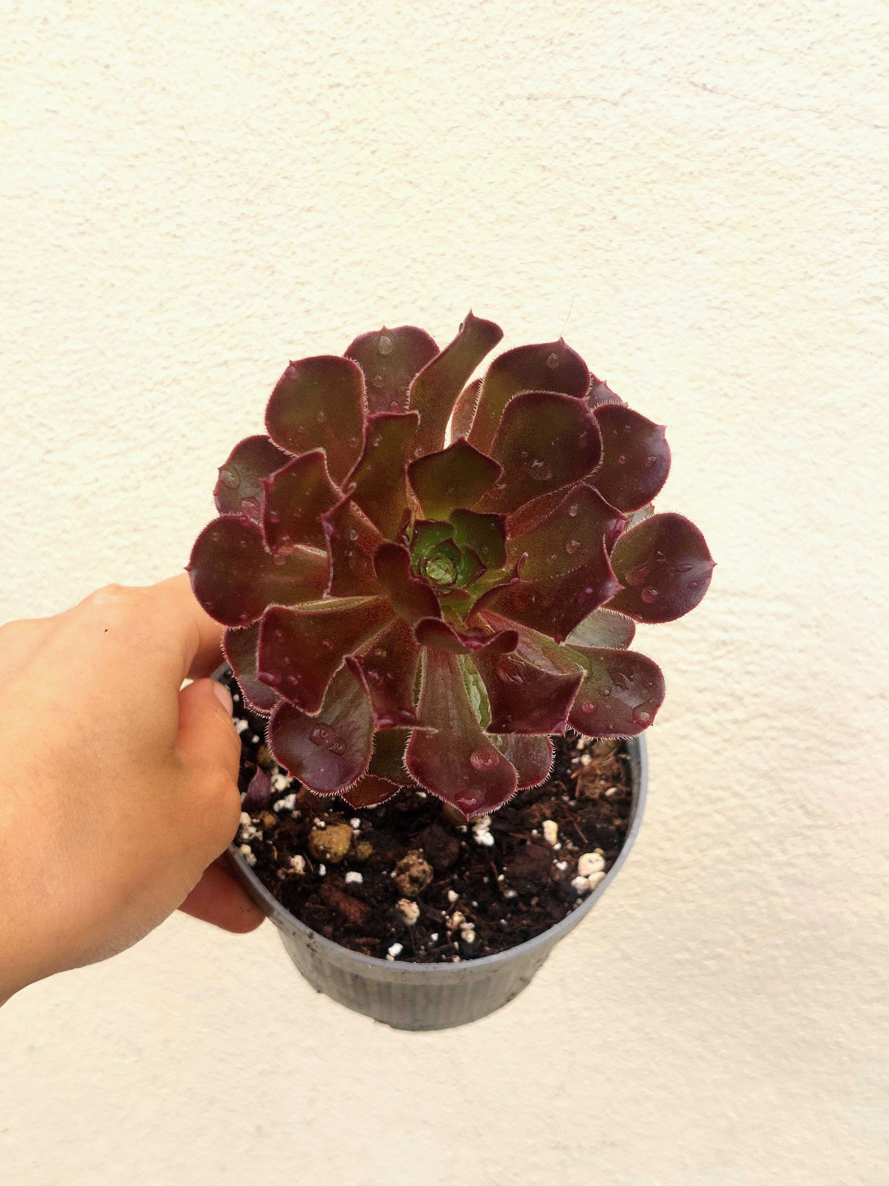 Suculenta variadas 5€/uni