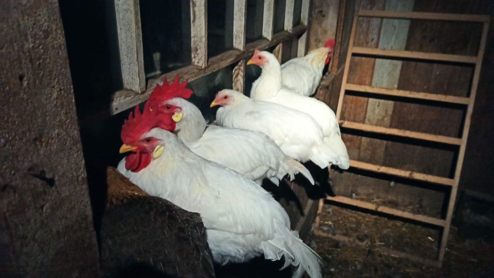 Kogut Leghorn 18-tygodniowy
