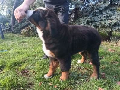 Berneński pies pasterski piesek