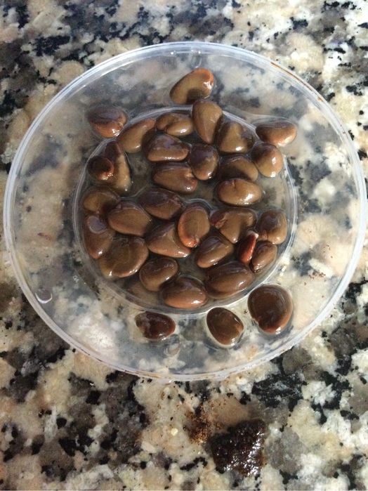 5 Sementes de kadsura coccinea frescas