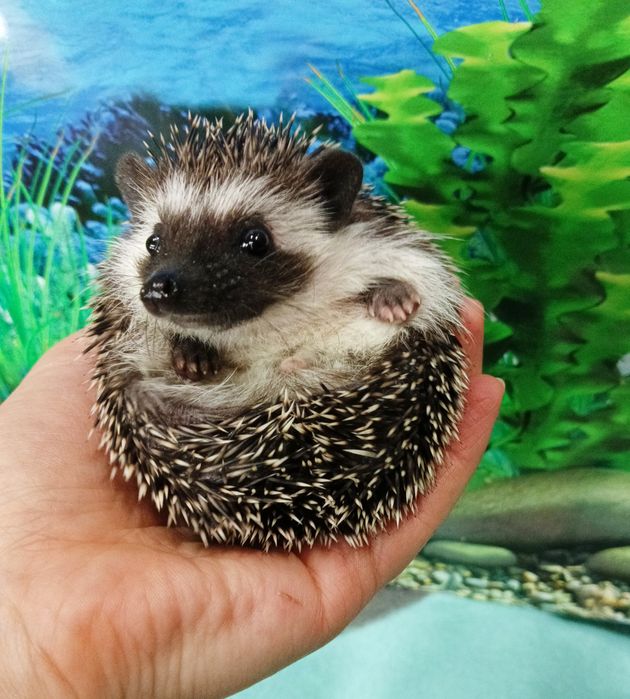 Jeż pigmejski/Jeżyki‼️Owojone‼️Młodziutkie-Samce +Książeczki zdrowia‼️