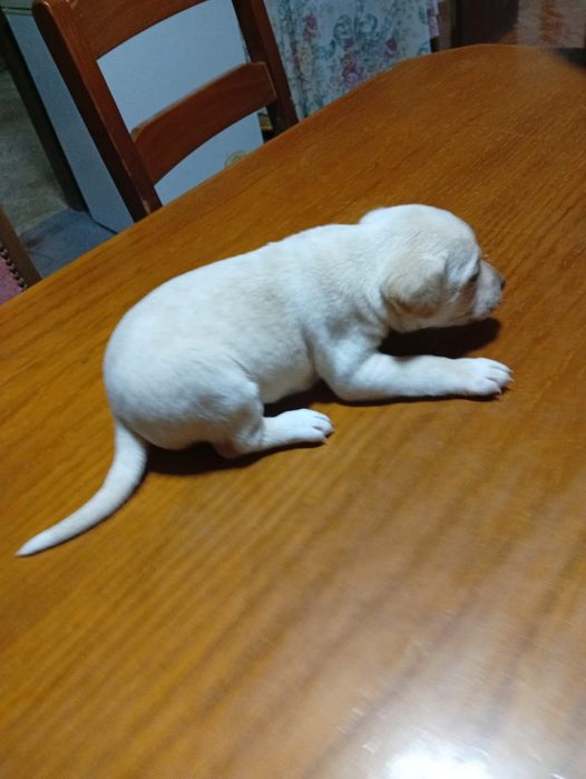 Cães filhotes ..