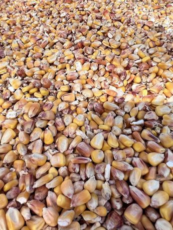 Продам кукурудзу урожай 2021 року