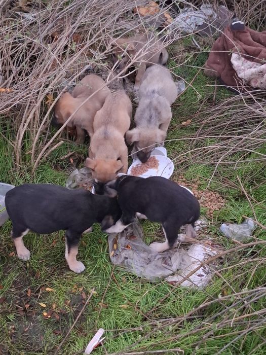 Щенок.  цуцик, собаченя