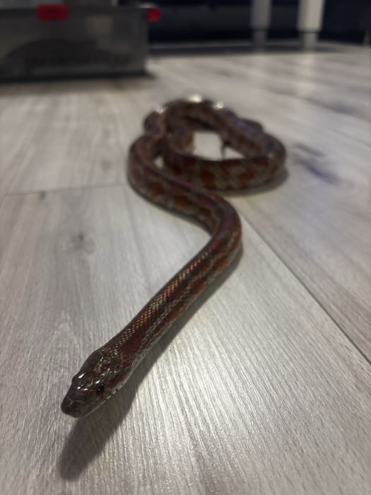 Wąż zbożowy / zbożówka