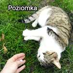 Poziomka szuka domu