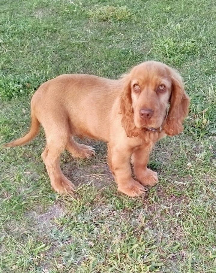 Cocker spaniel piesek