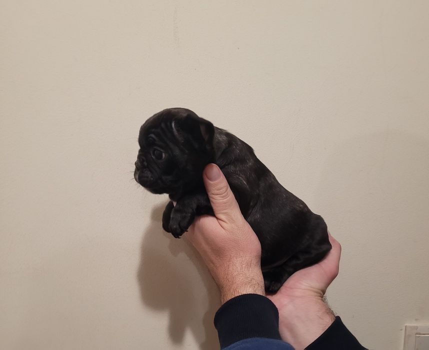 Bulldog macho 2 meses