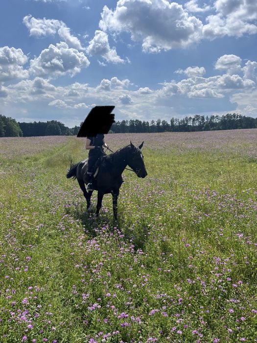 Sprzedam lub zamienie  Klacz śląska