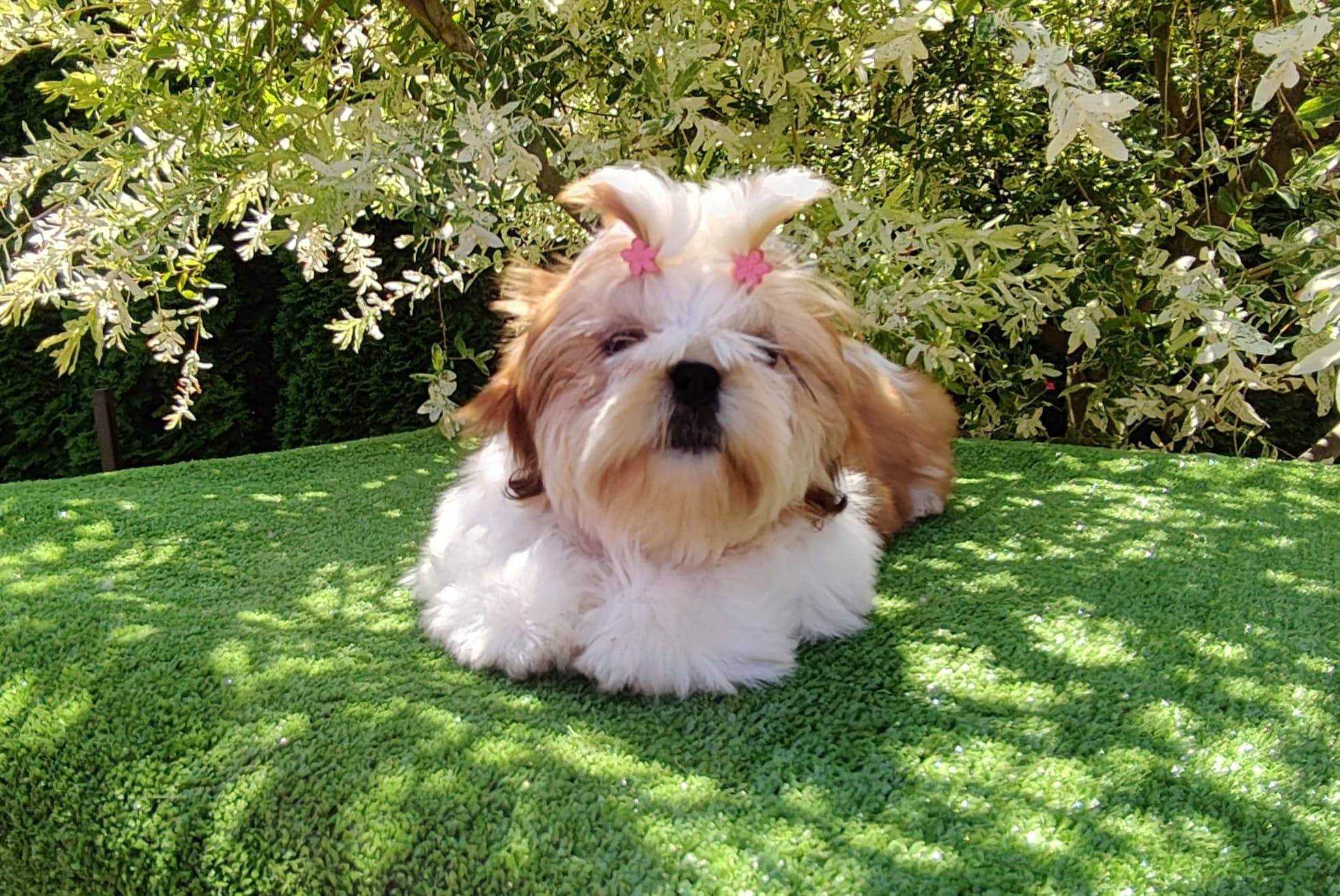 Shih Tzu suczka z metryką ZKwP FCI