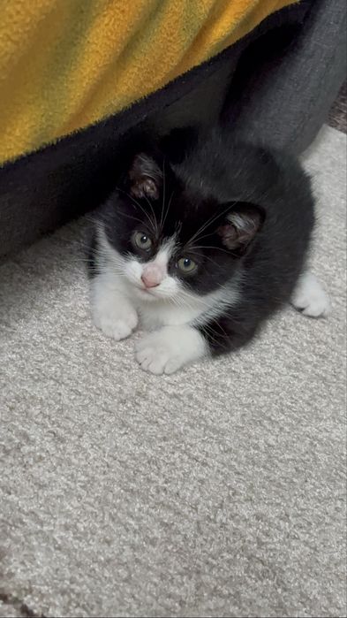 Кошенята котики 8 тижнів