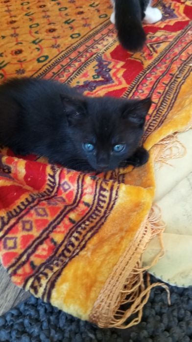 Віддам в добрі руки котенята.